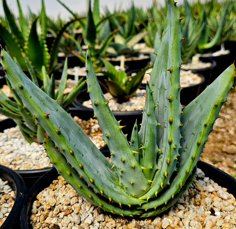 Aloe Excelsa 15 Pieces Seeds