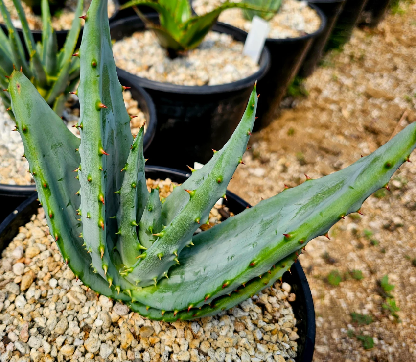 Aloe Excelsa 15 Pieces Seeds