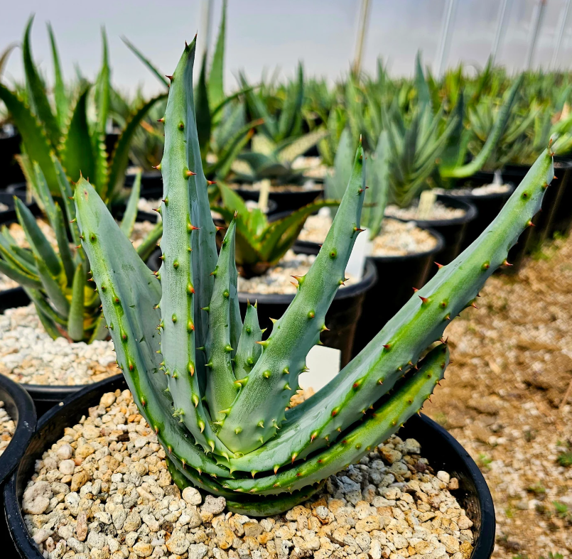 Aloe Excelsa 15 Pieces Seeds