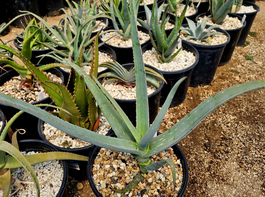 Aloe Sinana Reynolds 15 Pieces Seeds