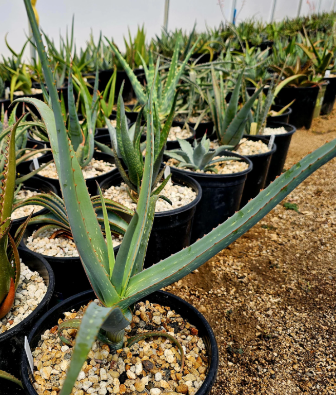 Aloe Sinana Reynolds 15 Pieces Seeds