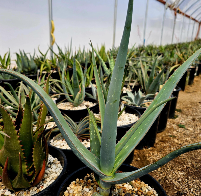 Aloe Sinana Reynolds 15 Pieces Seeds