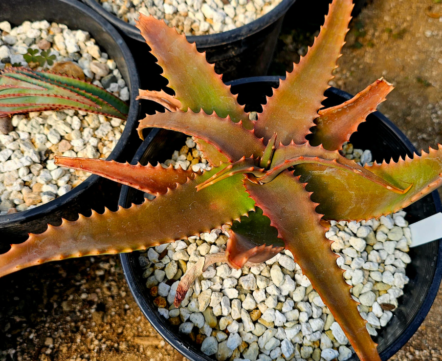 Aloe Elgonica 15 Pieces Seeds
