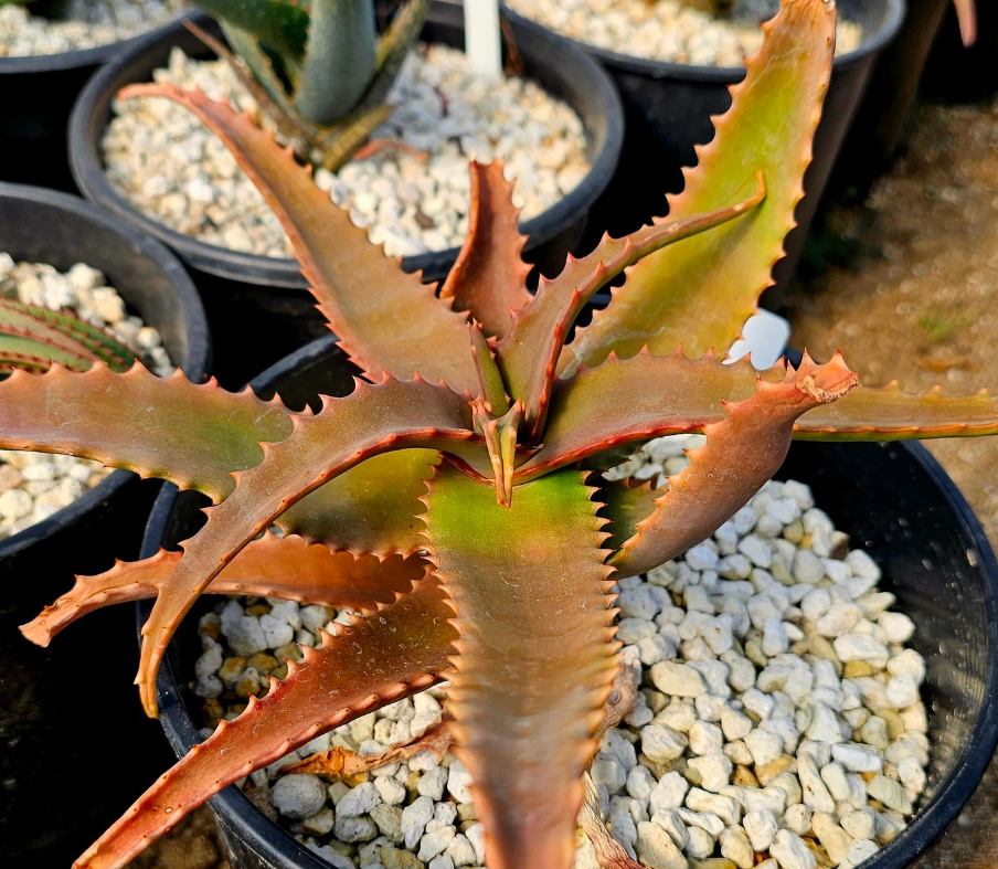 Aloe Elgonica 15 Pieces Seeds