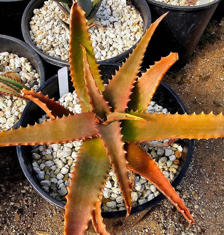 Aloe Elgonica 15 Pieces Seeds