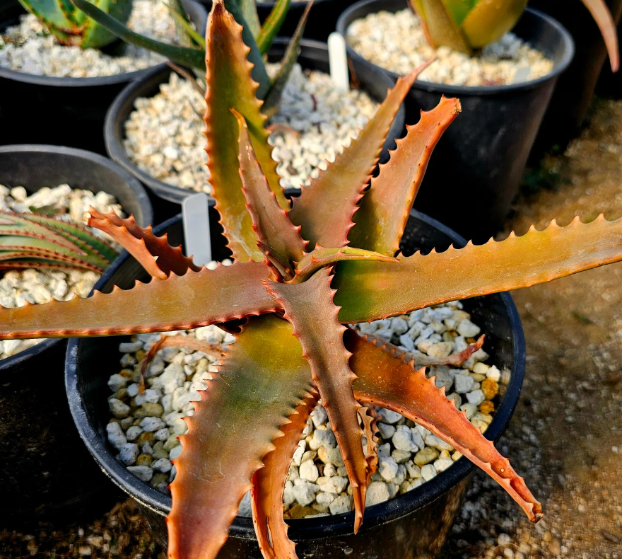 Aloe Elgonica 15 Pieces Seeds