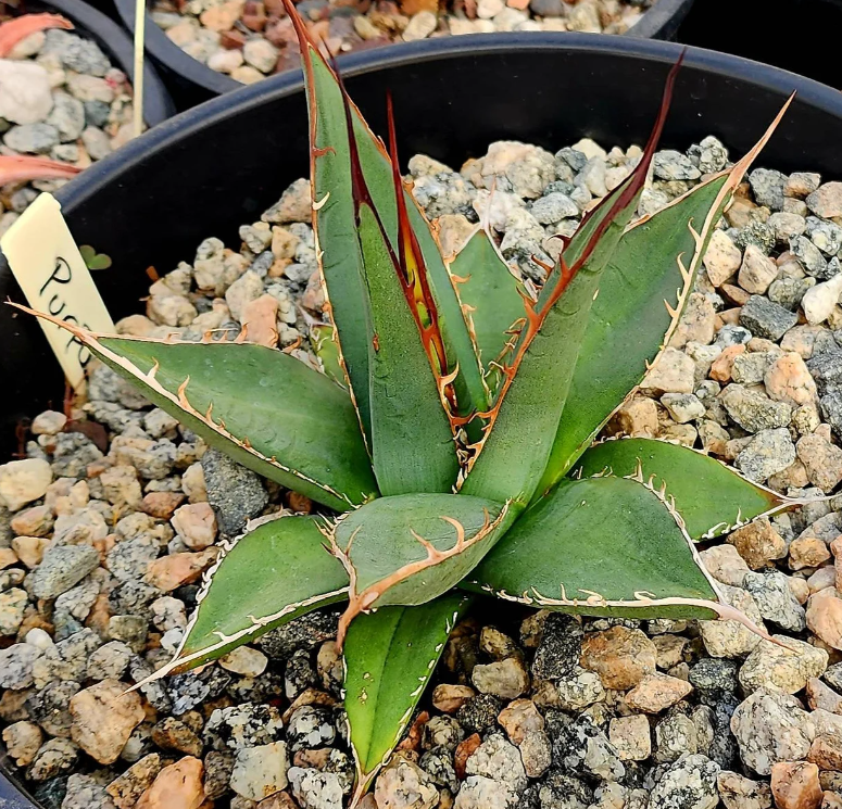 Agave Purpusorum 10 Pieces Seeds
