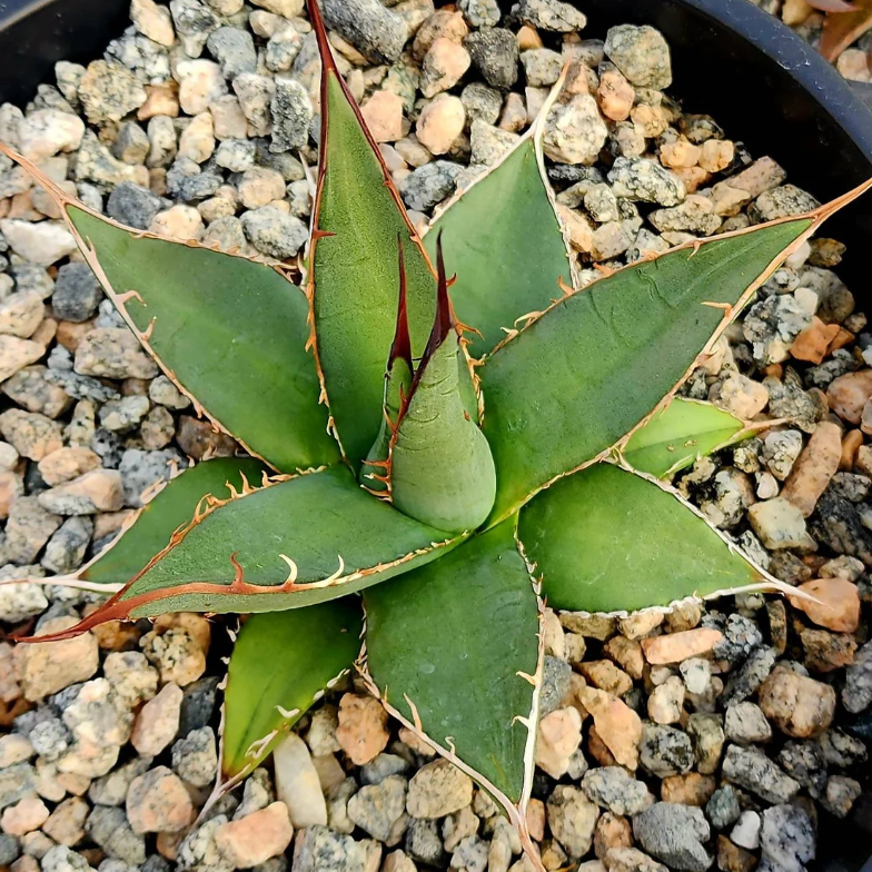 Agave Purpusorum 10 Pieces Seeds
