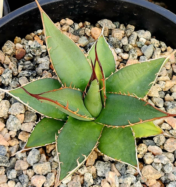 Agave Purpusorum 10 Pieces Seeds