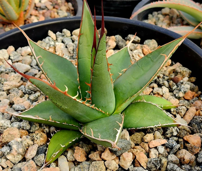 Agave Purpusorum 10 Pieces Seeds
