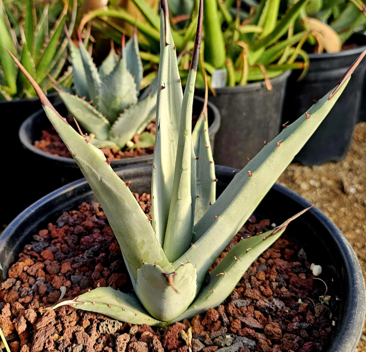 Agave Cerulata 10 Pieces Seeds