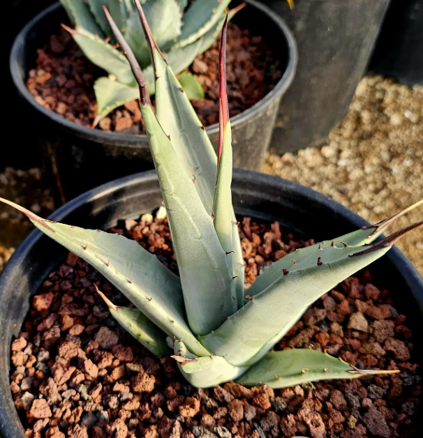 Agave Cerulata 10 Pieces Seeds