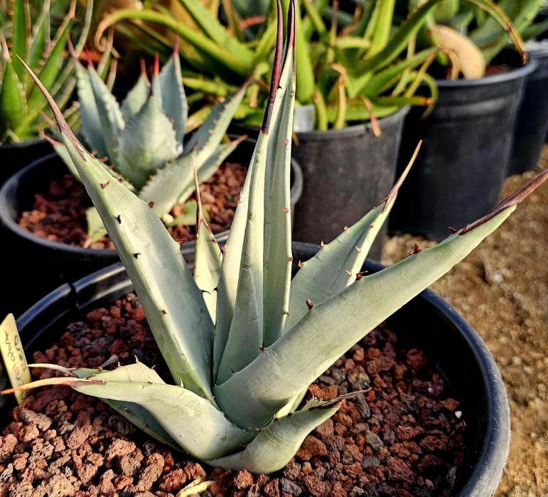 Agave Cerulata 10 Pieces Seeds