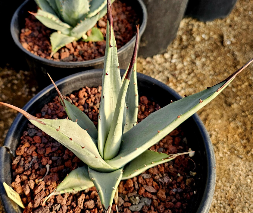 Agave Cerulata 10 Pieces Seeds