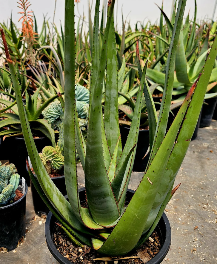 Aloe Wickensii 15 Pieces Seeds