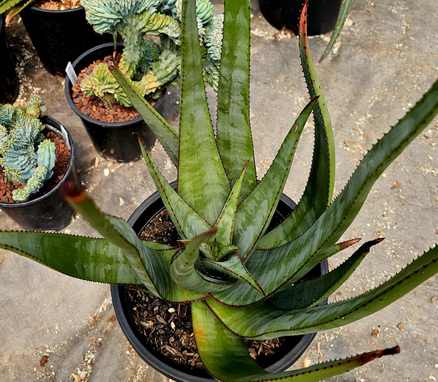 Aloe Wickensii 15 Pieces Seeds