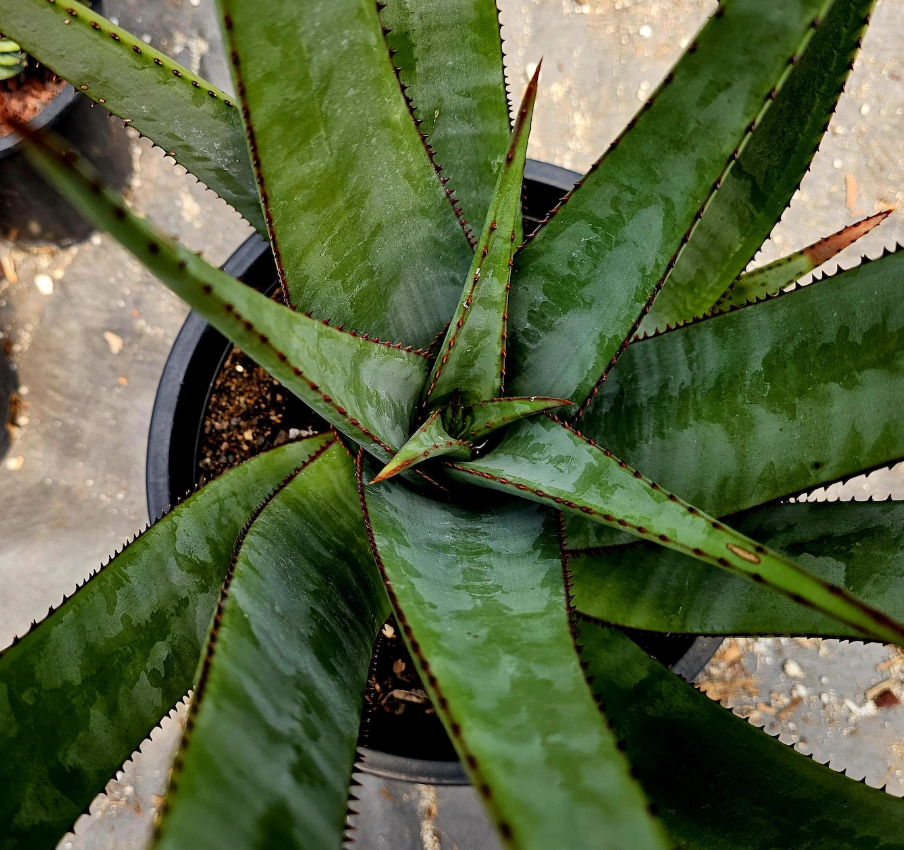 Aloe Wickensii 15 Pieces Seeds