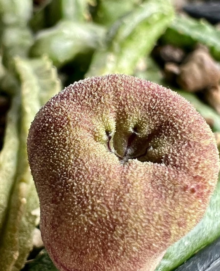 Echidnopsis malum 5 Pieces Seeds