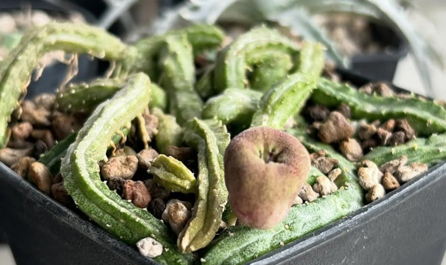 Echidnopsis malum 5 Pieces Seeds