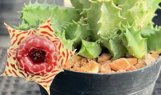 Huernia plowesii x zebrina 5 Pieces Seeds