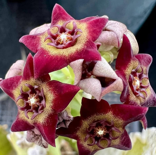 Caralluma hexagona 5 Pieces Seeds