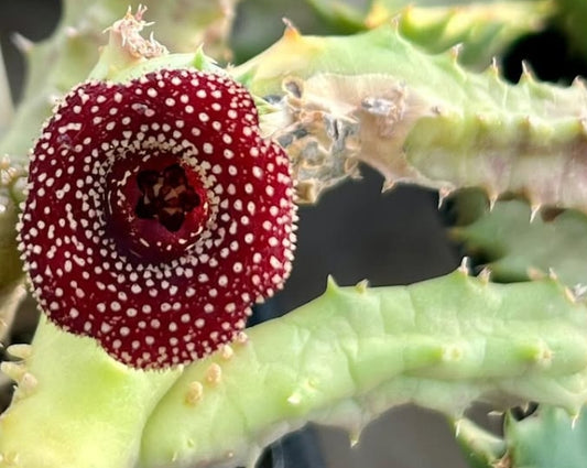 Huernia thuretii x macrocarpa 6 Pieces Seeds