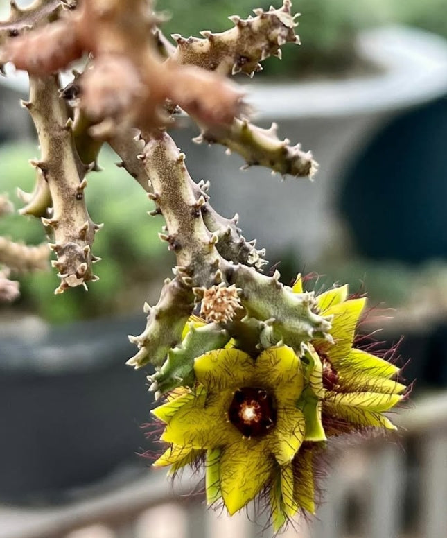 Caralluma indica 7 Pieces Seeds