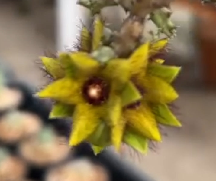 Caralluma indica 7 Pieces Seeds
