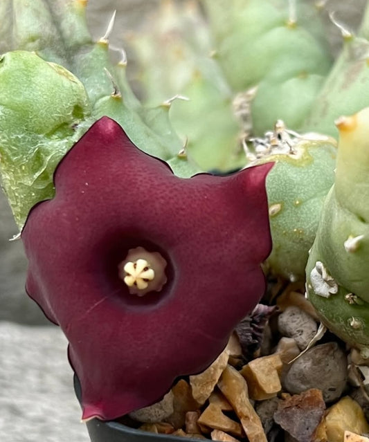 Huernia rubra 6 Pieces Seeds