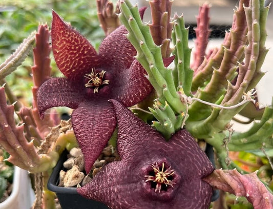 Stapelia mutabilis 7 Pieces Seeds