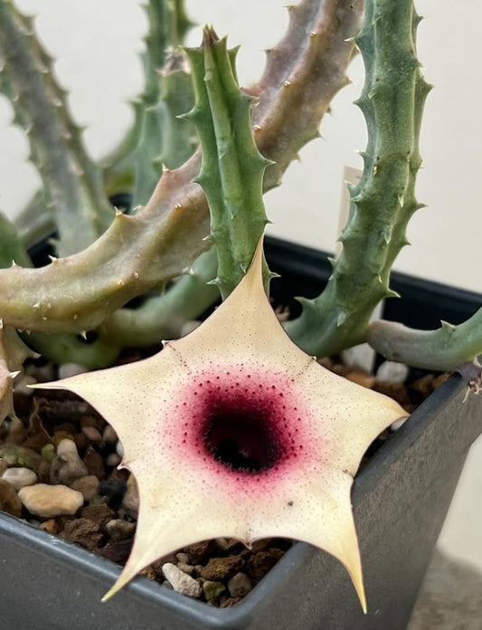 Huernia korat sweet girl 6 Pieces Seeds