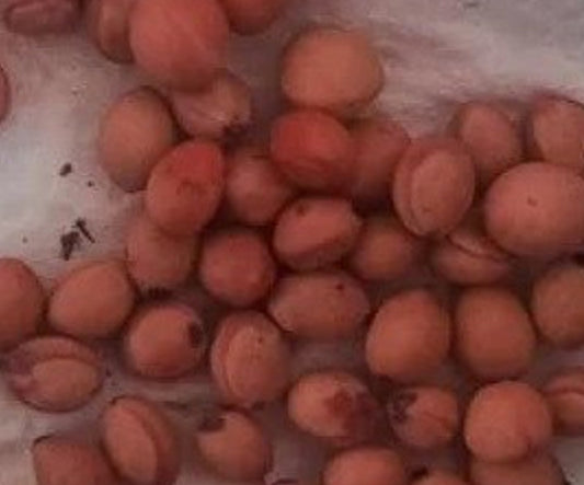 Bursera submoniliformis 4 Pieces Seeds