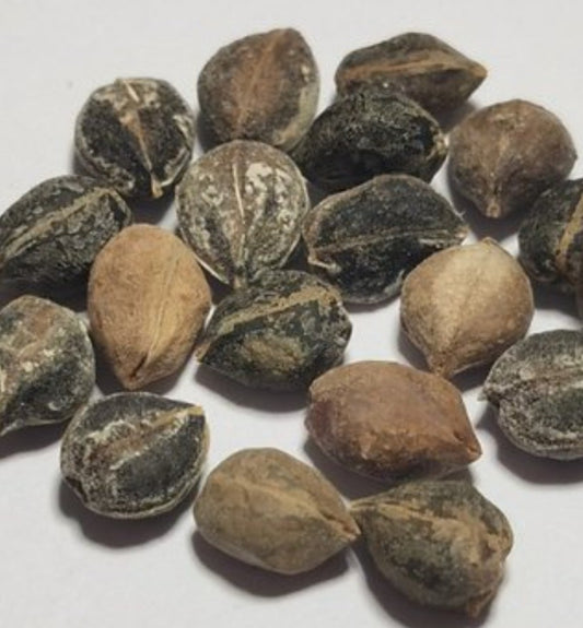 Commiphora wightii 6 Pieces Seeds