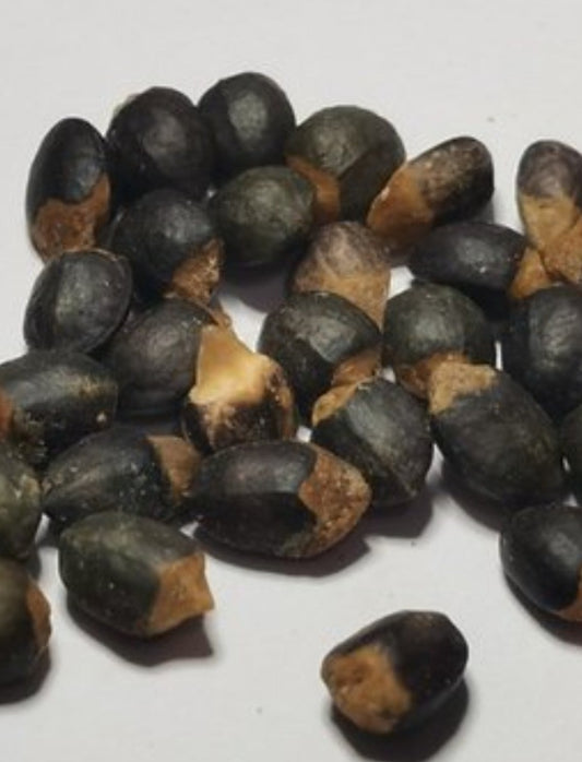 Commiphora wildii 4 Pieces Seeds