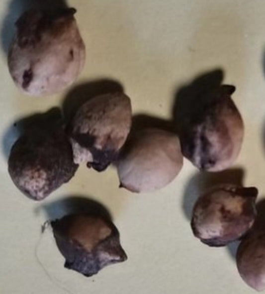 Commiphora pervillenea 5 Pieces Seeds