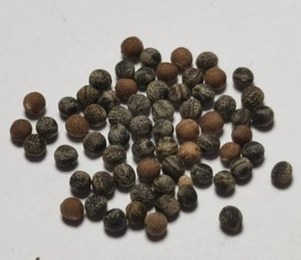 Euphorbia venefica 10 Pieces Seeds