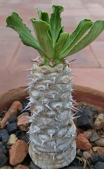Euphorbia venefica 10 Pieces Seeds
