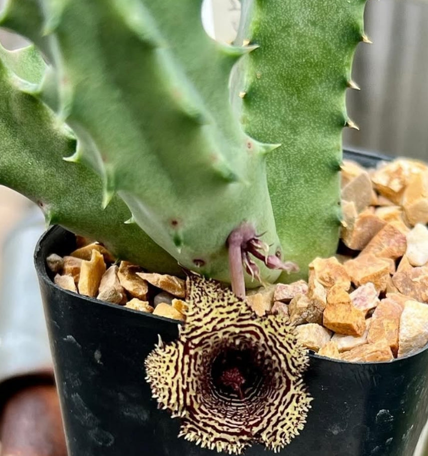 Huernia stapelioides 6 Pieces Seeds
