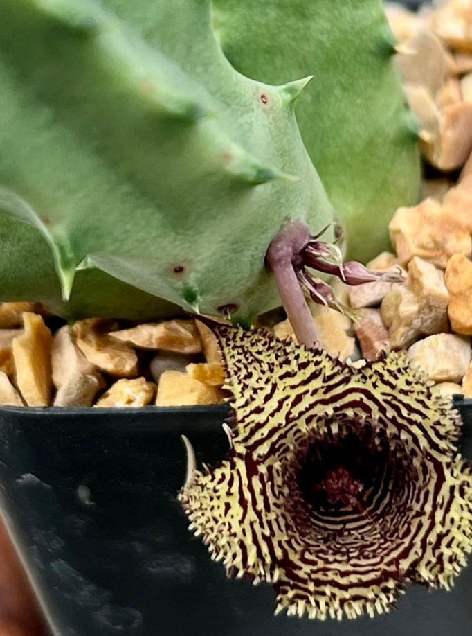 Huernia stapelioides 6 Pieces Seeds