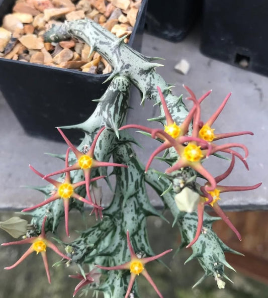 Orbea laikipiensis 5 Pieces Seeds