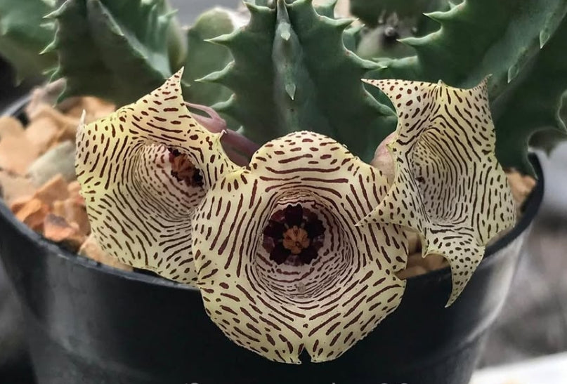 Huernia nouhuysii 5 Pieces Seeds