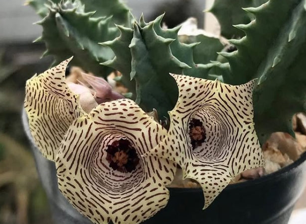 Huernia nouhuysii 5 Pieces Seeds