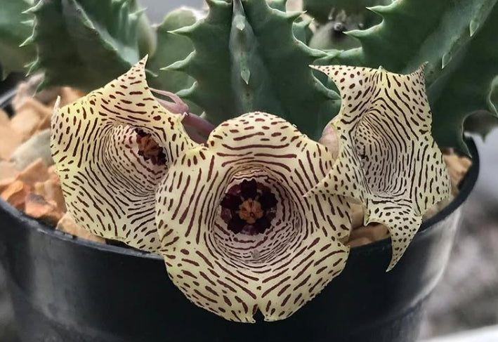 Huernia nouhuysii 5 Pieces Seeds