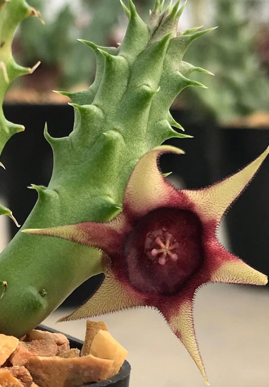 Huernia schneideriana 6 Pieces Seeds