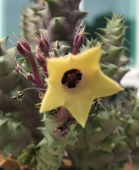 Huernia primulina 7 Pieces Seeds