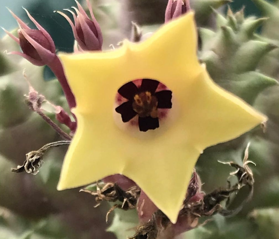 Huernia primulina 7 Pieces Seeds