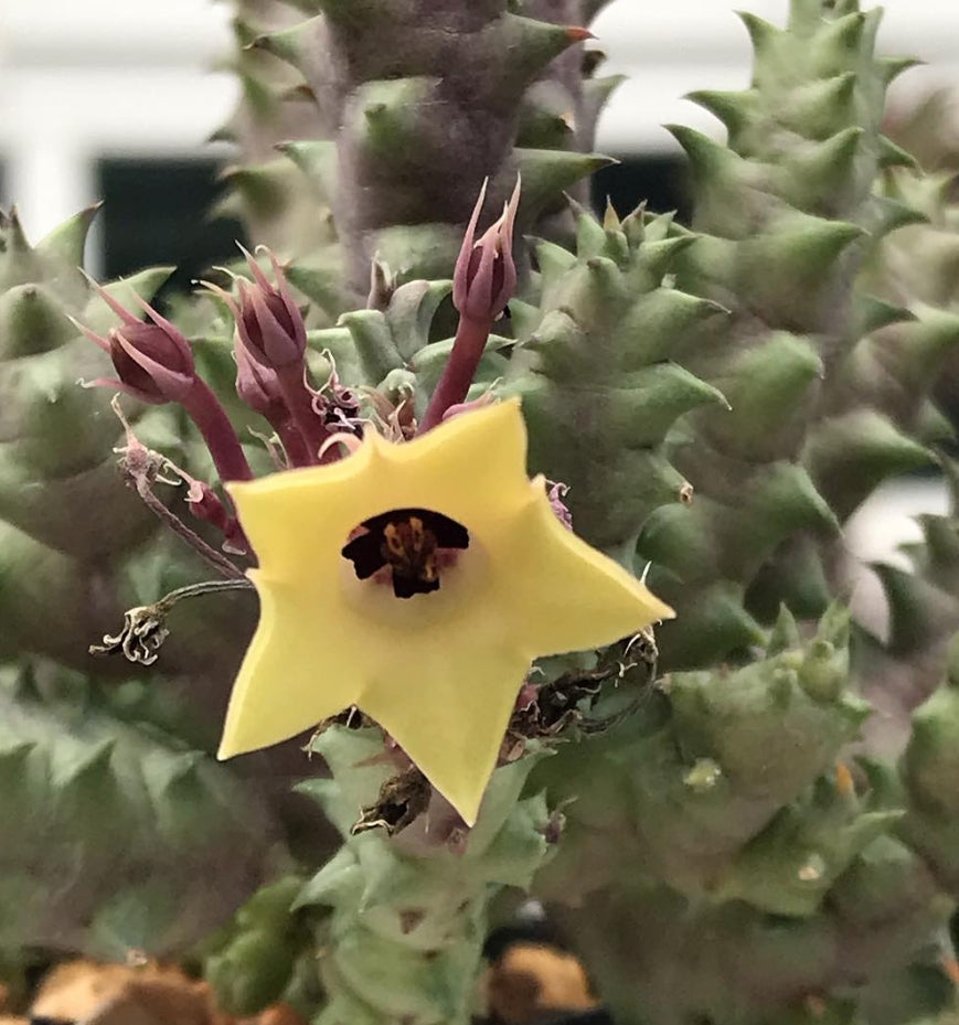 Huernia primulina 7 Pieces Seeds
