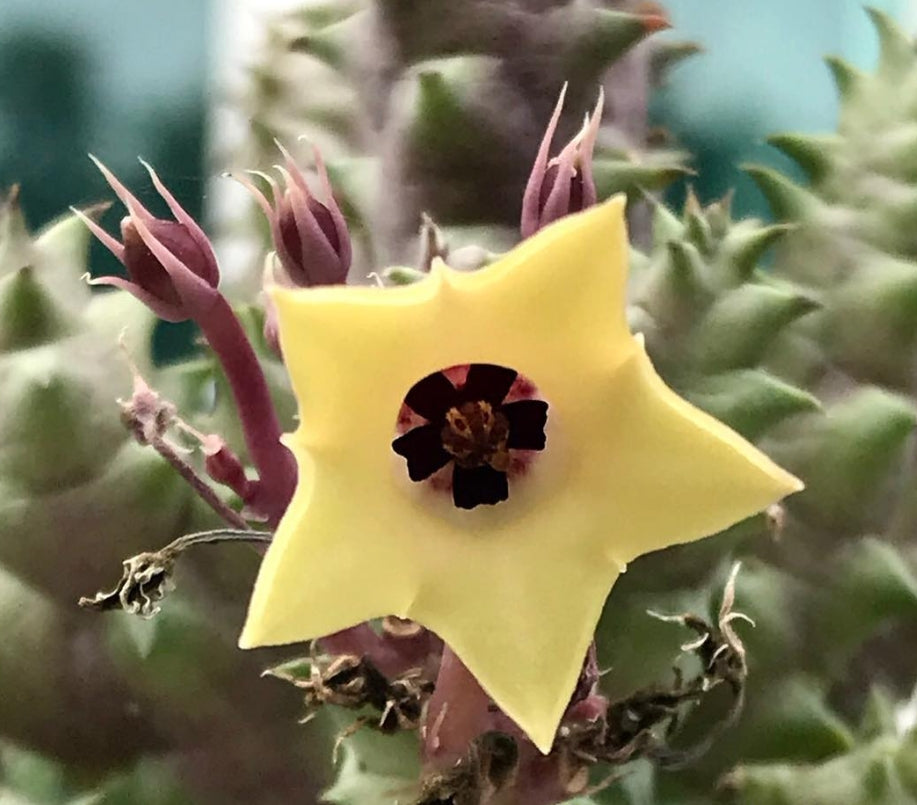 Huernia primulina 7 Pieces Seeds
