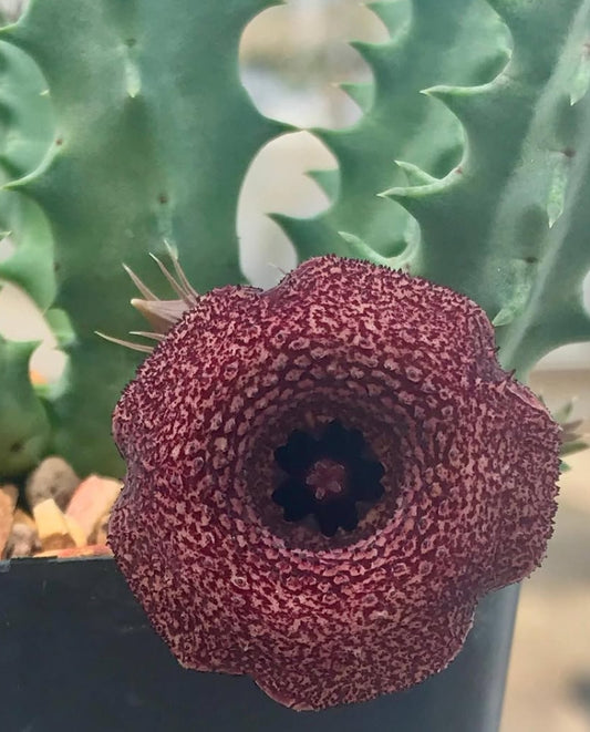 Huernia bronx cheer 5 Pieces Seeds