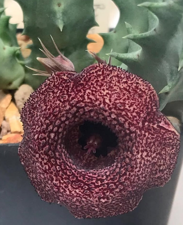 Huernia bronx cheer 5 Pieces Seeds